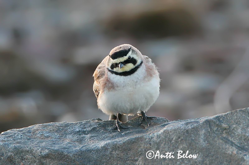Avainsanat: Alosa banyuda Bjerglærke Strandleeuwerik Shore Lark Sarviklõoke Tunturikiuru Alouette haussecol Ohrenlerche Fülespacsirta Fjallalævirki Fjellerke Cotovia-cornuda Eremophila alpestris Alondra Cornuda Lapona Berglärka