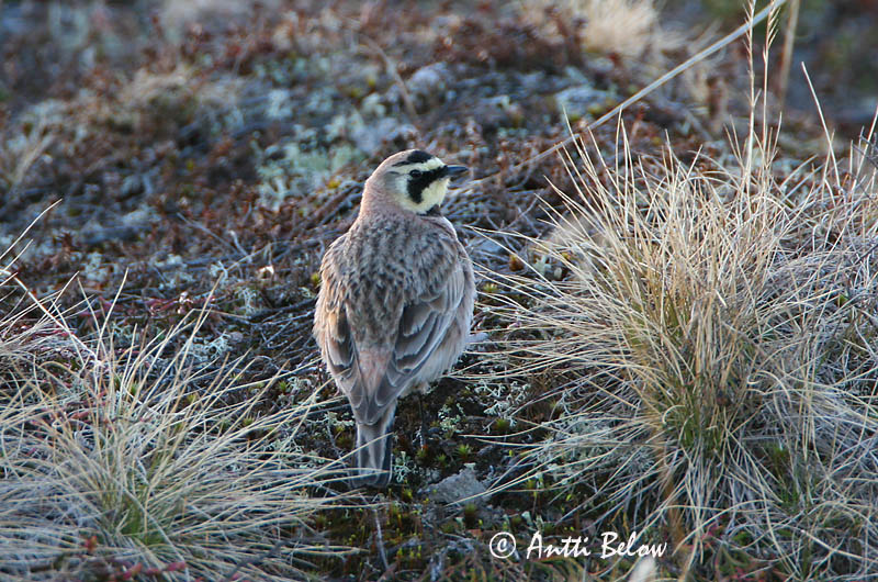 Avainsanat: Alosa banyuda Bjerglærke Strandleeuwerik Shore Lark Sarviklõoke Tunturikiuru Alouette haussecol Ohrenlerche Fülespacsirta Fjallalævirki Fjellerke Cotovia-cornuda Eremophila alpestris Alondra Cornuda Lapona Berglärka
