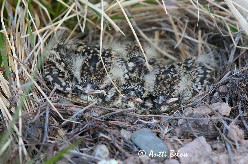 Norway
Avainsanat: Alosa banyuda Bjerglærke Strandleeuwerik Shore Lark Sarviklõoke Tunturikiuru Alouette haussecol Ohrenlerche Fülespacsirta Fjallalævirki Fjellerke Cotovia-cornuda Eremophila alpestris Alondra Cornuda Lapona Berglärka