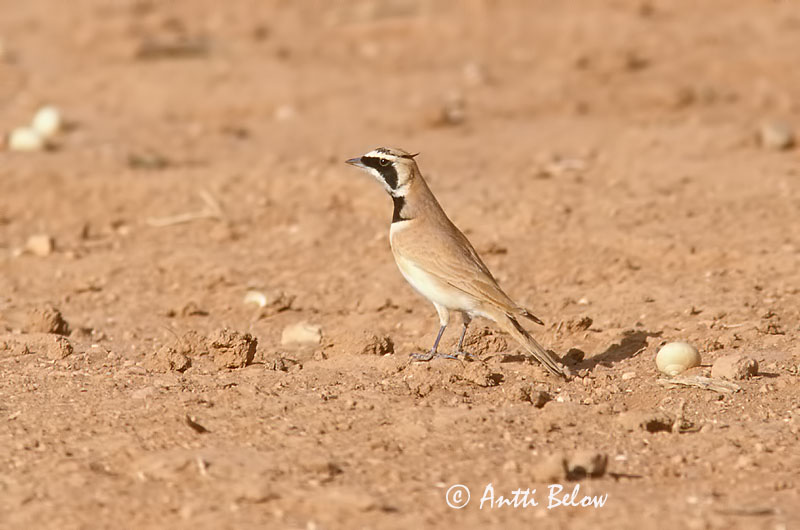 Avainsanat: Temmincks strandleeuwerik Temminck's Lark Sarvikiuru Alouette bilophe Saharaohrenlerche Hornlerke Eremophila bilopha Alondra Cornuda de Temminck Ökenberglärka