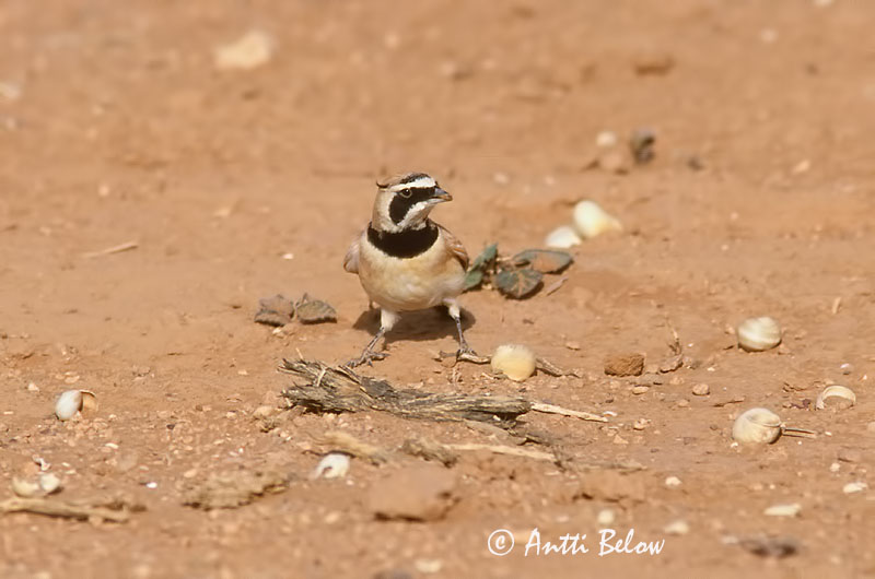 Avainsanat: Temmincks strandleeuwerik Temminck's Lark Sarvikiuru Alouette bilophe Saharaohrenlerche Hornlerke Eremophila bilopha Alondra Cornuda de Temminck Ökenberglärka