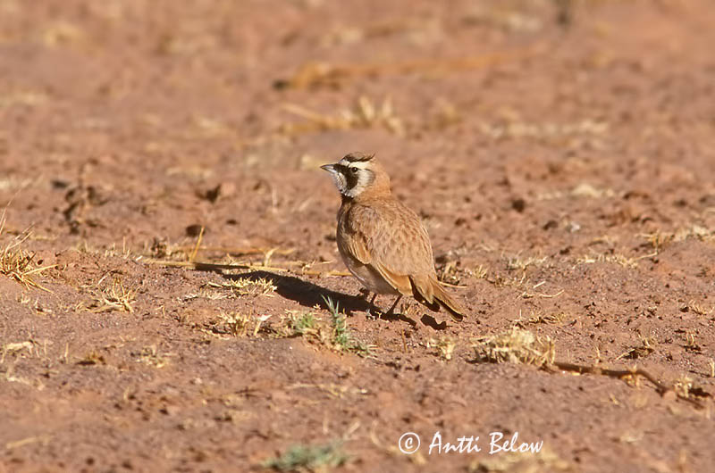 Avainsanat: Temmincks strandleeuwerik Temminck's Lark Sarvikiuru Alouette bilophe Saharaohrenlerche Hornlerke Eremophila bilopha Alondra Cornuda de Temminck Ökenberglärka