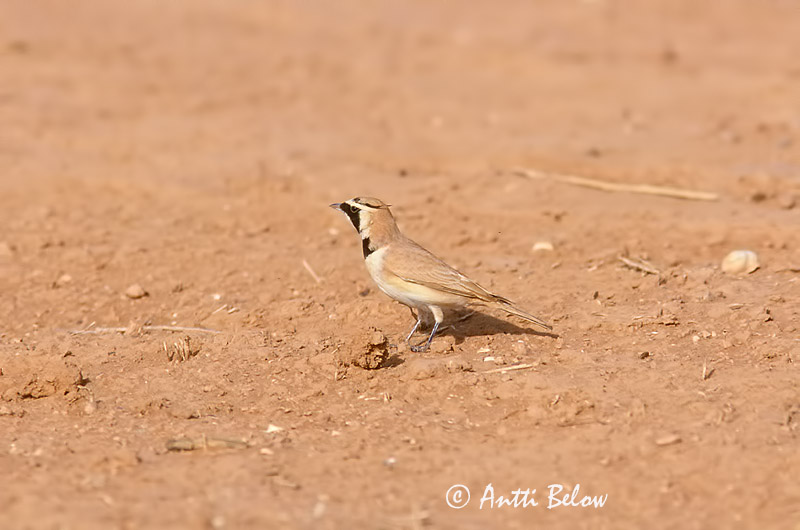 Avainsanat: Temmincks strandleeuwerik Temminck's Lark Sarvikiuru Alouette bilophe Saharaohrenlerche Hornlerke Eremophila bilopha Alondra Cornuda de Temminck Ökenberglärka