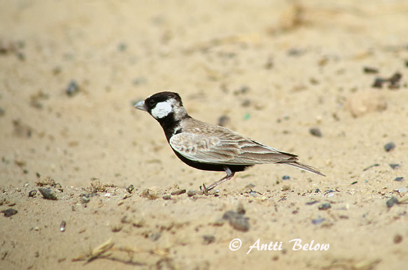 Avainsanat: Oreneta cuablanca Bysvale Huiszwaluw Common House Martin Räästapääsuke Räystäspääsky Hirondelle de fenêtre Mehlschwalbe Molnárfecske Bæjasvala Balestruccio Taksvale Andorinho-dos-beirais Delichon urbica Avión Común Hussvala