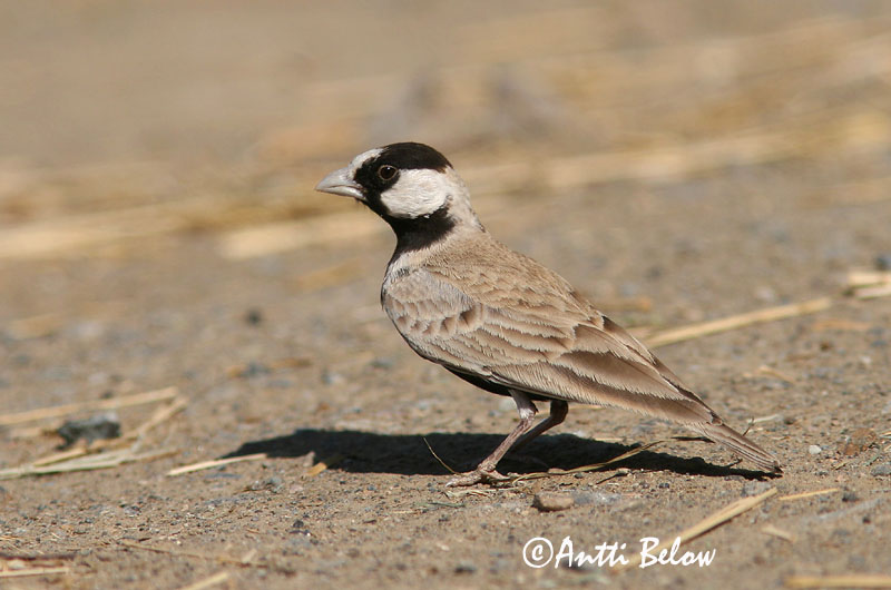 Avainsanat: Saharanpeippokiuru Black-crowned Finch Lark Moinelette à front blanc Weißstirnlerche Svartkronelerke Eremopterix nigriceps Gurrio-Alondra Frentiblanca Svartkronad finklärka