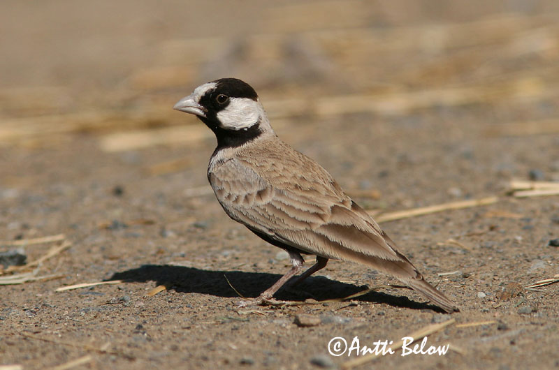 Avainsanat: Saharanpeippokiuru Black-crowned Finch Lark Moinelette à front blanc Weißstirnlerche Svartkronelerke Eremopterix nigriceps Gurrio-Alondra Frentiblanca Svartkronad finklärka