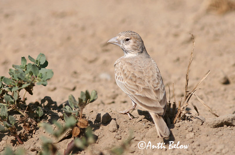 Avainsanat: Saharanpeippokiuru Black-crowned Finch Lark Moinelette à front blanc Weißstirnlerche Svartkronelerke Eremopterix nigriceps Gurrio-Alondra Frentiblanca Svartkronad finklärka