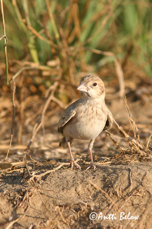 Avainsanat: Saharanpeippokiuru Black-crowned Finch Lark Moinelette à front blanc Weißstirnlerche Svartkronelerke Eremopterix nigriceps Gurrio-Alondra Frentiblanca Svartkronad finklärka