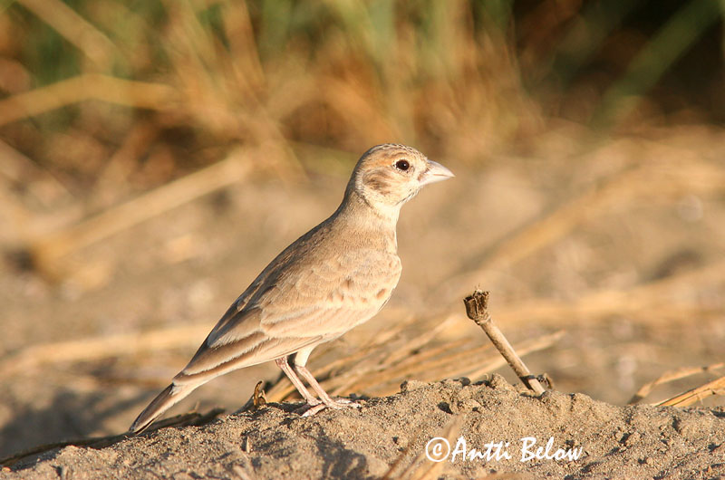 Avainsanat: Saharanpeippokiuru Black-crowned Finch Lark Moinelette à front blanc Weißstirnlerche Svartkronelerke Eremopterix nigriceps Gurrio-Alondra Frentiblanca Svartkronad finklärka