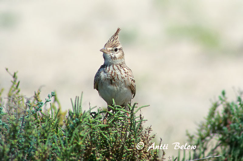 Avainsanat: Cogullada vulgar Toplærke Kuifleeuwerik Crested Lark Tuttlõoke Töyhtökiuru Cochevis huppé Haubenlerche Búbos pacsirta Topplævirki Capellaccia Topplerke Cotovia-de-poupa Galerida cristata Cagujada Común Tofslärka
