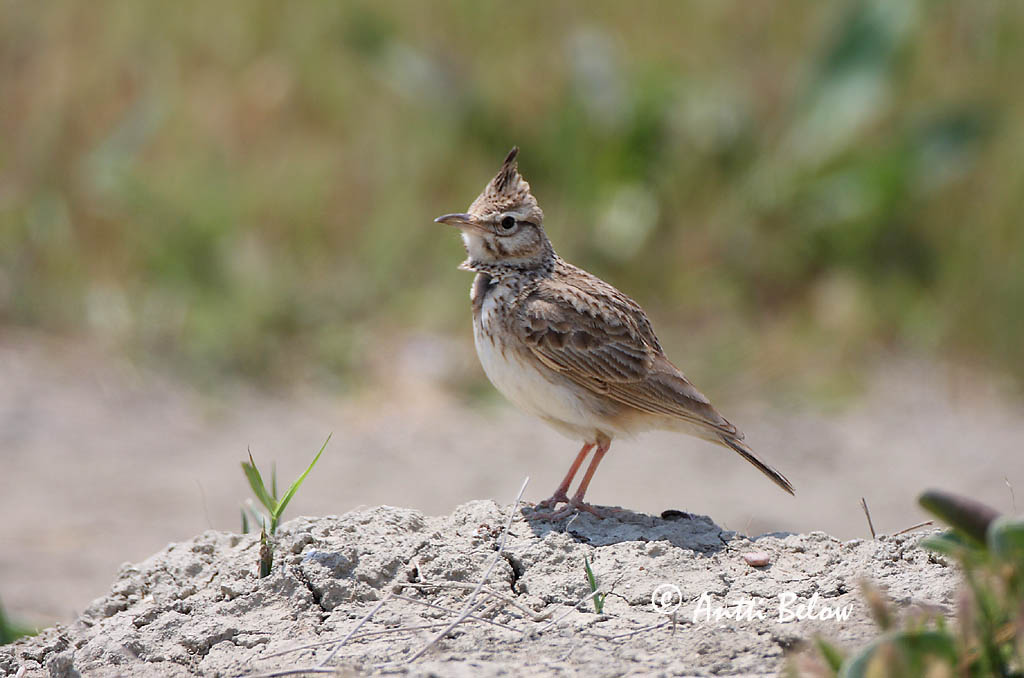 Avainsanat: Cogullada vulgar Toplærke Kuifleeuwerik Crested Lark Tuttlõoke Töyhtökiuru Cochevis huppé Haubenlerche Búbos pacsirta Topplævirki Capellaccia Topplerke Cotovia-de-poupa Galerida cristata Cagujada Común Tofslärka