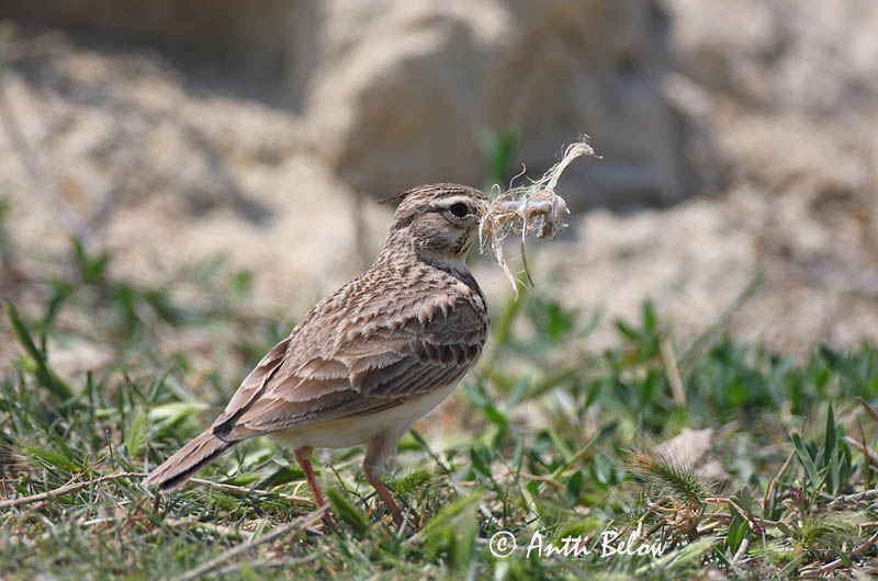 Avainsanat: Cogullada vulgar Toplærke Kuifleeuwerik Crested Lark Tuttlõoke Töyhtökiuru Cochevis huppé Haubenlerche Búbos pacsirta Topplævirki Capellaccia Topplerke Cotovia-de-poupa Galerida cristata Cagujada Común Tofslärka