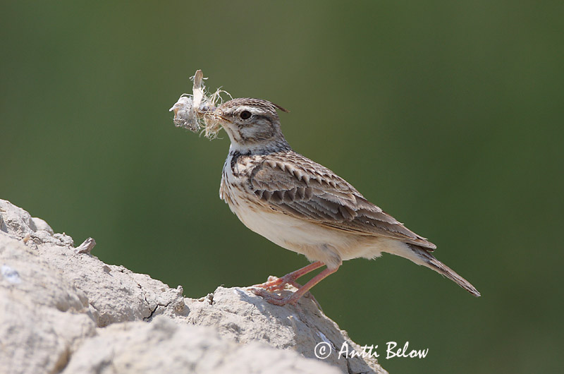 Avainsanat: Cogullada vulgar Toplærke Kuifleeuwerik Crested Lark Tuttlõoke Töyhtökiuru Cochevis huppé Haubenlerche Búbos pacsirta Topplævirki Capellaccia Topplerke Cotovia-de-poupa Galerida cristata Cagujada Común Tofslärka