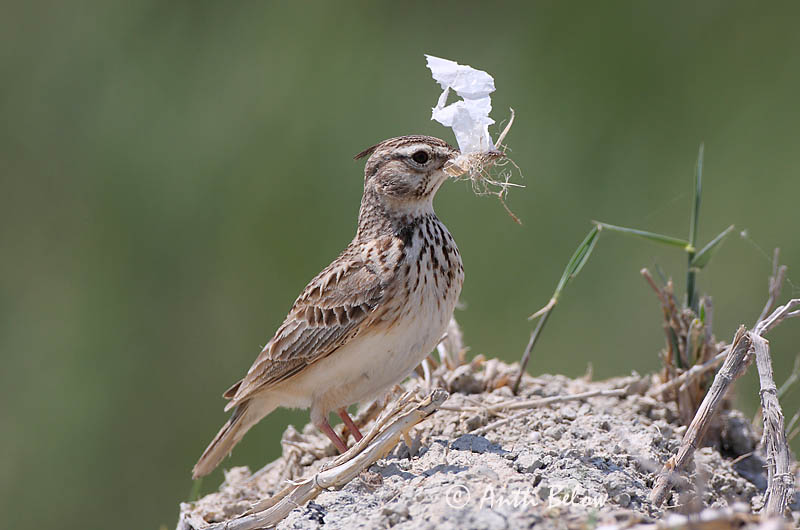 Avainsanat: Cogullada vulgar Toplærke Kuifleeuwerik Crested Lark Tuttlõoke Töyhtökiuru Cochevis huppé Haubenlerche Búbos pacsirta Topplævirki Capellaccia Topplerke Cotovia-de-poupa Galerida cristata Cagujada Común Tofslärka