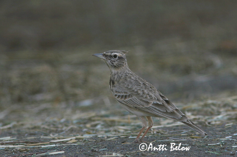 Avainsanat: Cogullada vulgar Toplærke Kuifleeuwerik Crested Lark Tuttlõoke Töyhtökiuru Cochevis huppé Haubenlerche Búbos pacsirta Topplævirki Capellaccia Topplerke Cotovia-de-poupa Galerida cristata Cagujada Común Tofslärka