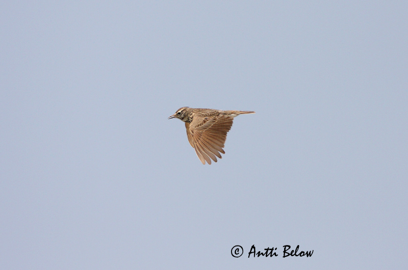 Avainsanat: Cogullada vulgar Toplærke Kuifleeuwerik Crested Lark Tuttlõoke Töyhtökiuru Cochevis huppé Haubenlerche Búbos pacsirta Topplævirki Capellaccia Topplerke Cotovia-de-poupa Galerida cristata Cagujada Común Tofslärka