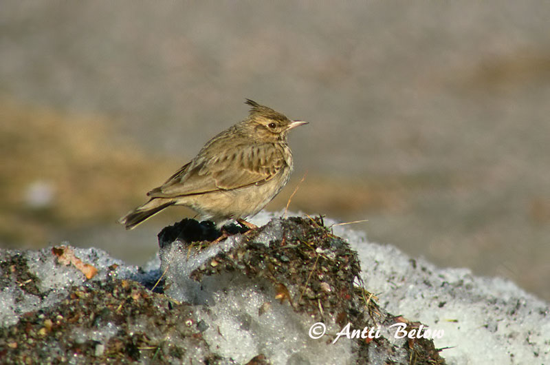 Avainsanat: Cogullada vulgar Toplærke Kuifleeuwerik Crested Lark Tuttlõoke Töyhtökiuru Cochevis huppé Haubenlerche Búbos pacsirta Topplævirki Capellaccia Topplerke Cotovia-de-poupa Galerida cristata Cagujada Común Tofslärka