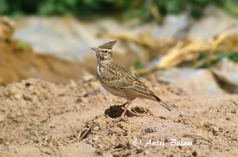 Avainsanat: Cogullada vulgar Toplærke Kuifleeuwerik Crested Lark Tuttlõoke Töyhtökiuru Cochevis huppé Haubenlerche Búbos pacsirta Topplævirki Capellaccia Topplerke Cotovia-de-poupa Galerida cristata Cagujada Común Tofslärka