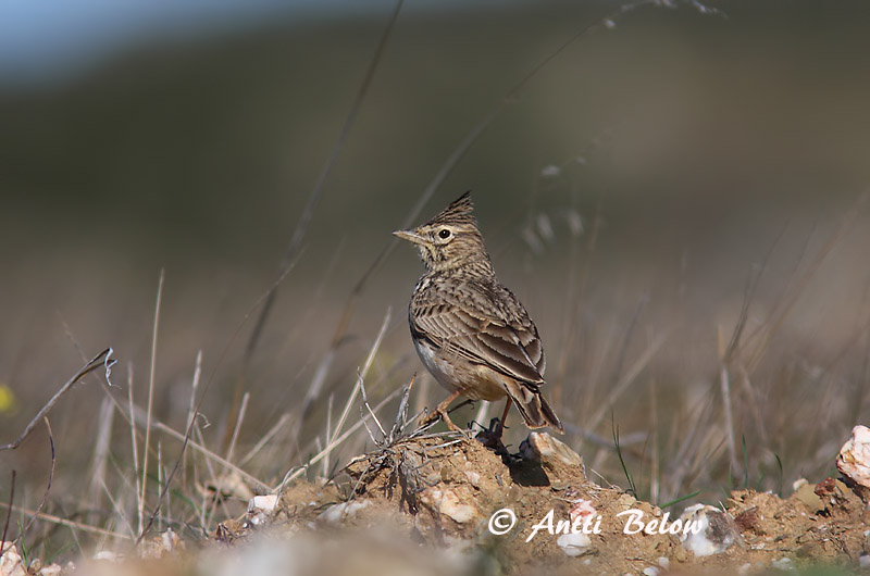 Avainsanat: Cogullada vulgar Toplærke Kuifleeuwerik Crested Lark Tuttlõoke Töyhtökiuru Cochevis huppé Haubenlerche Búbos pacsirta Topplævirki Capellaccia Topplerke Cotovia-de-poupa Galerida cristata Cagujada Común Tofslärka