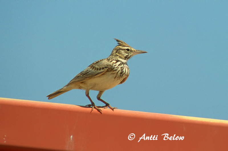 Avainsanat: Cogullada vulgar Toplærke Kuifleeuwerik Crested Lark Tuttlõoke Töyhtökiuru Cochevis huppé Haubenlerche Búbos pacsirta Topplævirki Capellaccia Topplerke Cotovia-de-poupa Galerida cristata Cagujada Común Tofslärka
