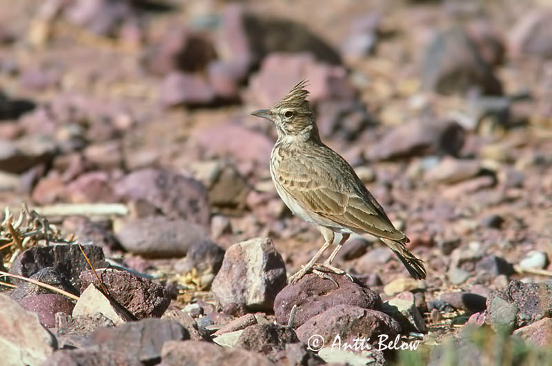 Avainsanat: Cogullada fosca Thekla leeuwerik Thekla Lark Kivikkokiuru Cochevis de Thékla Theklalerche Capellaccia di Tekla Krattopplerke Galerida theklae Cagujada Montesina Lagerlärka