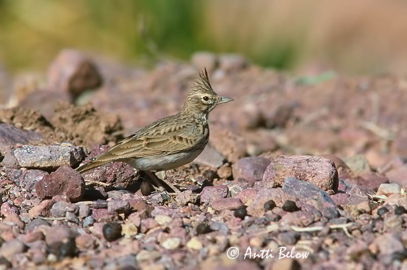 Avainsanat: Cogullada fosca Thekla leeuwerik Thekla Lark Kivikkokiuru Cochevis de Thékla Theklalerche Capellaccia di Tekla Krattopplerke Galerida theklae Cagujada Montesina Lagerlärka