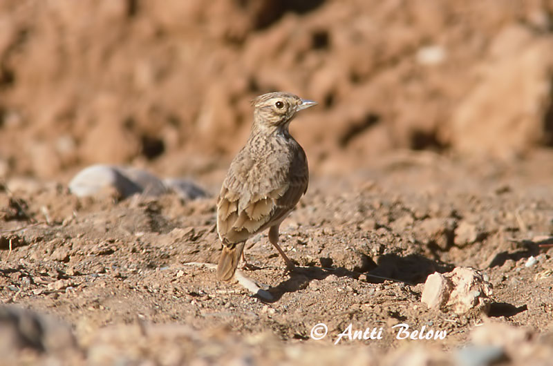 Avainsanat: Cogullada fosca Thekla leeuwerik Thekla Lark Kivikkokiuru Cochevis de Thékla Theklalerche Capellaccia di Tekla Krattopplerke Galerida theklae Cagujada Montesina Lagerlärka