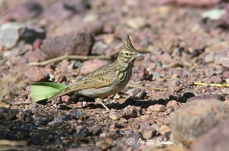 Avainsanat: Cogullada fosca Thekla leeuwerik Thekla Lark Kivikkokiuru Cochevis de Thékla Theklalerche Capellaccia di Tekla Krattopplerke Galerida theklae Cagujada Montesina Lagerlärka