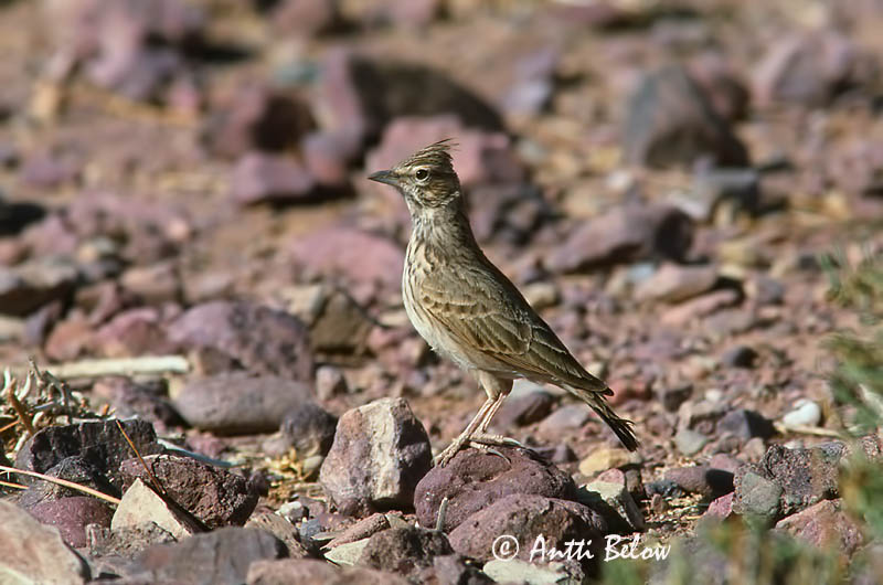 Avainsanat: Cogullada fosca Thekla leeuwerik Thekla Lark Kivikkokiuru Cochevis de Thékla Theklalerche Capellaccia di Tekla Krattopplerke Galerida theklae Cagujada Montesina Lagerlärka