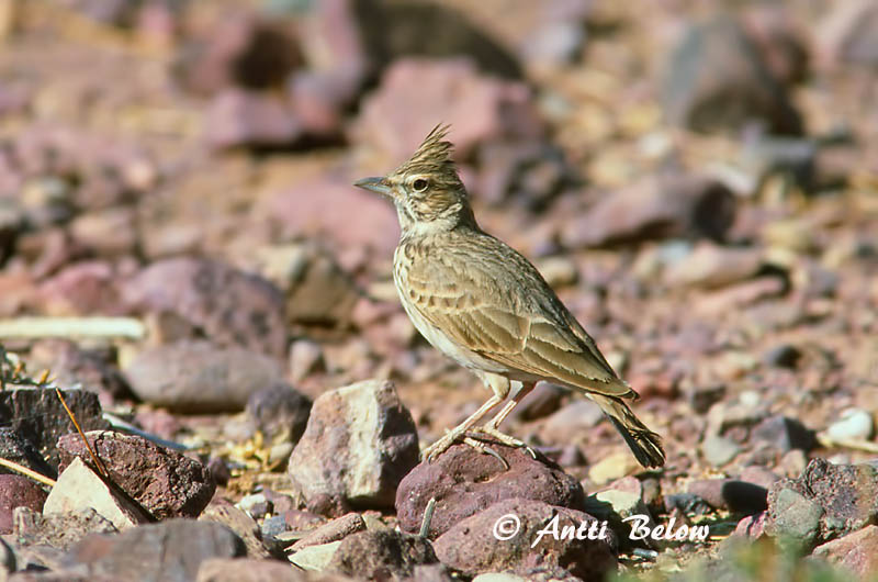 Avainsanat: Cogullada fosca Thekla leeuwerik Thekla Lark Kivikkokiuru Cochevis de Thékla Theklalerche Capellaccia di Tekla Krattopplerke Galerida theklae Cagujada Montesina Lagerlärka