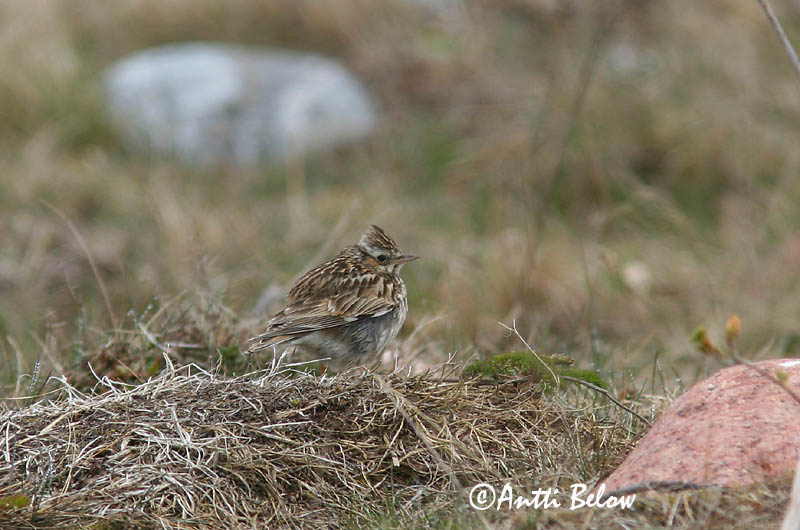 Avainsanat: Cotoliu Hedelærke Boomleeuwerik Woodlark Nõmmelõoke Kangaskiuru Alouette lulu Heidelerche Erdei pacsirta Trjálævirki Trelerke Cotovia-pequena Lullula arborea Totovía Trädlärka
