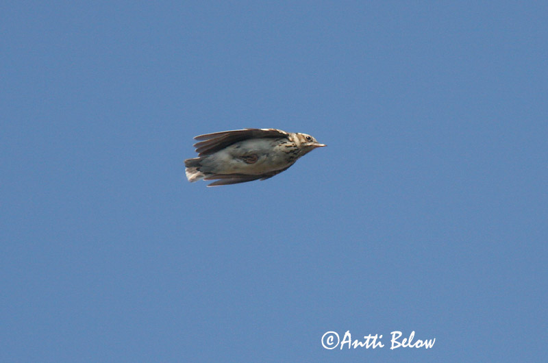 Avainsanat: Cotoliu Hedelærke Boomleeuwerik Woodlark Nõmmelõoke Kangaskiuru Alouette lulu Heidelerche Erdei pacsirta Trjálævirki Trelerke Cotovia-pequena Lullula arborea Totovía Trädlärka