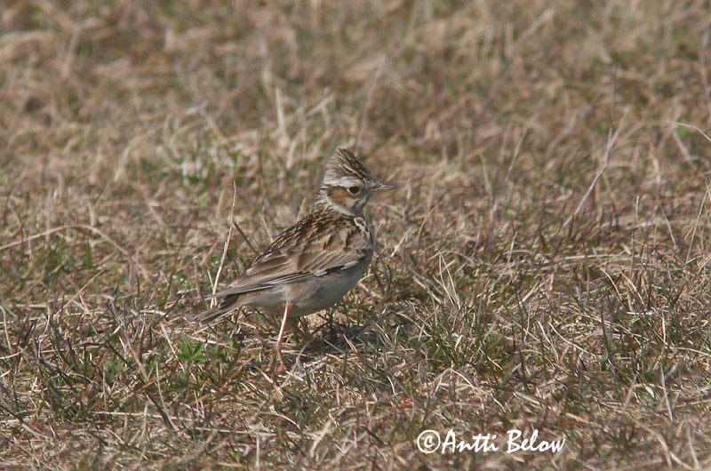 Avainsanat: Cotoliu Hedelærke Boomleeuwerik Woodlark Nõmmelõoke Kangaskiuru Alouette lulu Heidelerche Erdei pacsirta Trjálævirki Trelerke Cotovia-pequena Lullula arborea Totovía Trädlärka
