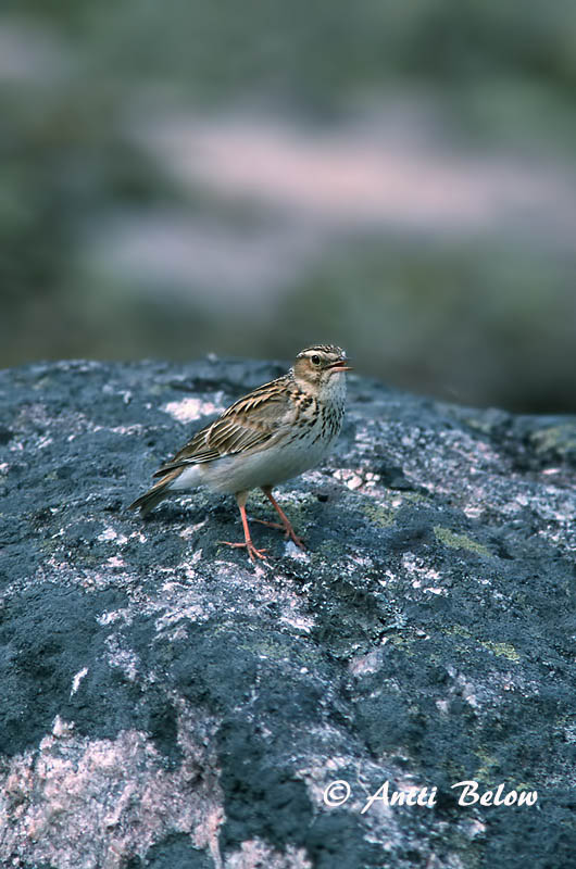 Avainsanat: Cotoliu Hedelærke Boomleeuwerik Woodlark Nõmmelõoke Kangaskiuru Alouette lulu Heidelerche Erdei pacsirta Trjálævirki Trelerke Cotovia-pequena Lullula arborea Totovía Trädlärka