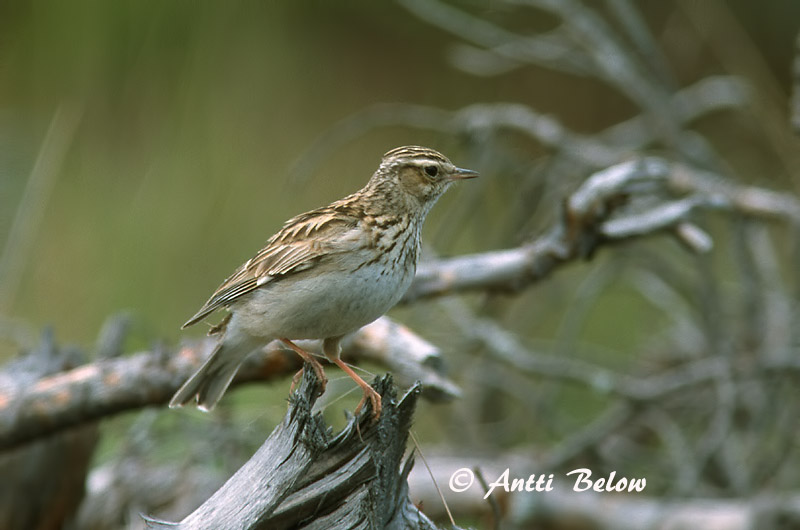 Avainsanat: Cotoliu Hedelærke Boomleeuwerik Woodlark Nõmmelõoke Kangaskiuru Alouette lulu Heidelerche Erdei pacsirta Trjálævirki Trelerke Cotovia-pequena Lullula arborea Totovía Trädlärka