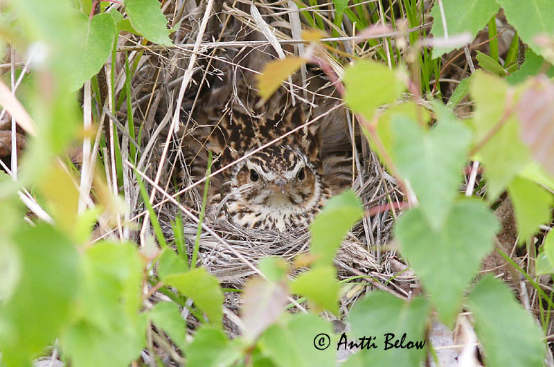 Avainsanat: Cotoliu Hedelærke Boomleeuwerik Woodlark Nõmmelõoke Kangaskiuru Alouette lulu Heidelerche Erdei pacsirta Trjálævirki Trelerke Cotovia-pequena Lullula arborea Totovía Trädlärka
