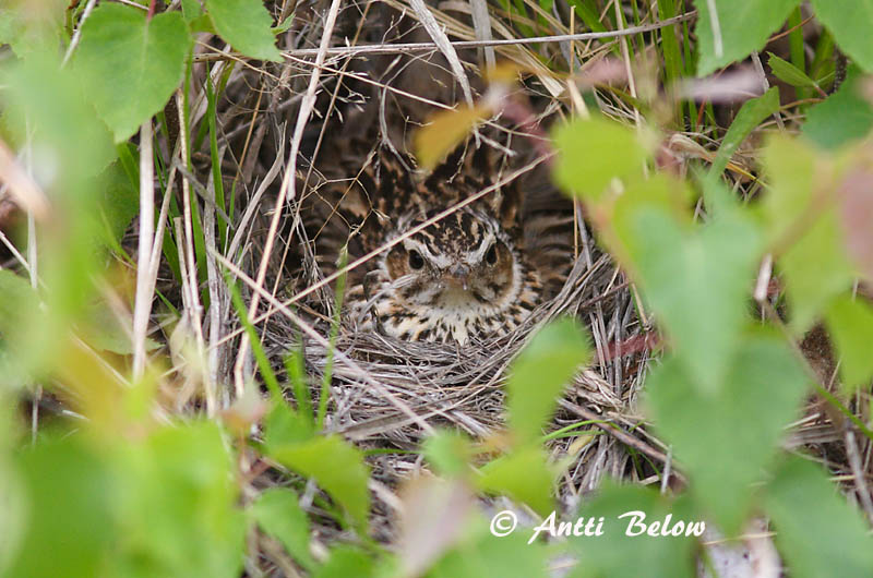Avainsanat: Cotoliu Hedelærke Boomleeuwerik Woodlark Nõmmelõoke Kangaskiuru Alouette lulu Heidelerche Erdei pacsirta Trjálævirki Trelerke Cotovia-pequena Lullula arborea Totovía Trädlärka