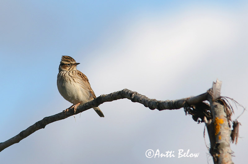 Avainsanat: Cotoliu Hedelærke Boomleeuwerik Woodlark Nõmmelõoke Kangaskiuru Alouette lulu Heidelerche Erdei pacsirta Trjálævirki Trelerke Cotovia-pequena Lullula arborea Totovía Trädlärka