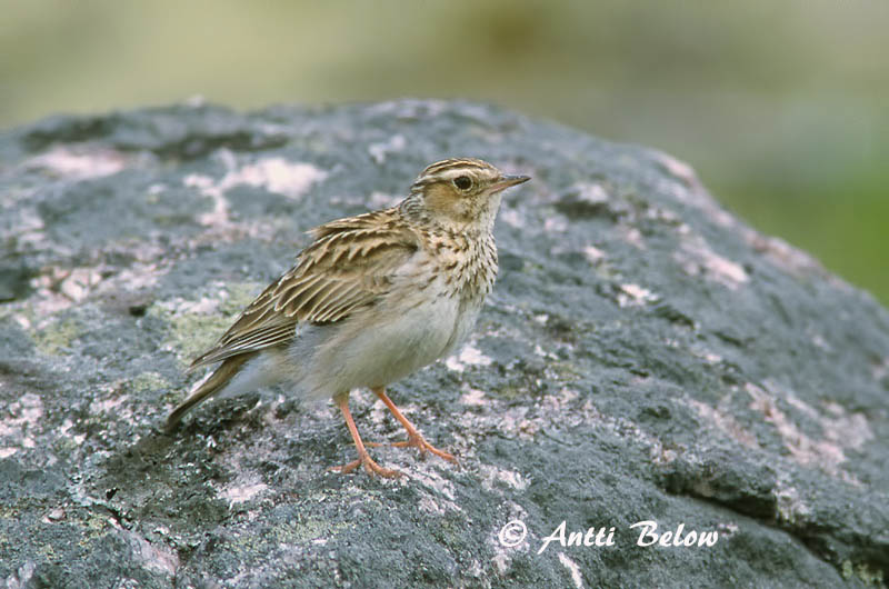 Avainsanat: Cotoliu Hedelærke Boomleeuwerik Woodlark Nõmmelõoke Kangaskiuru Alouette lulu Heidelerche Erdei pacsirta Trjálævirki Trelerke Cotovia-pequena Lullula arborea Totovía Trädlärka