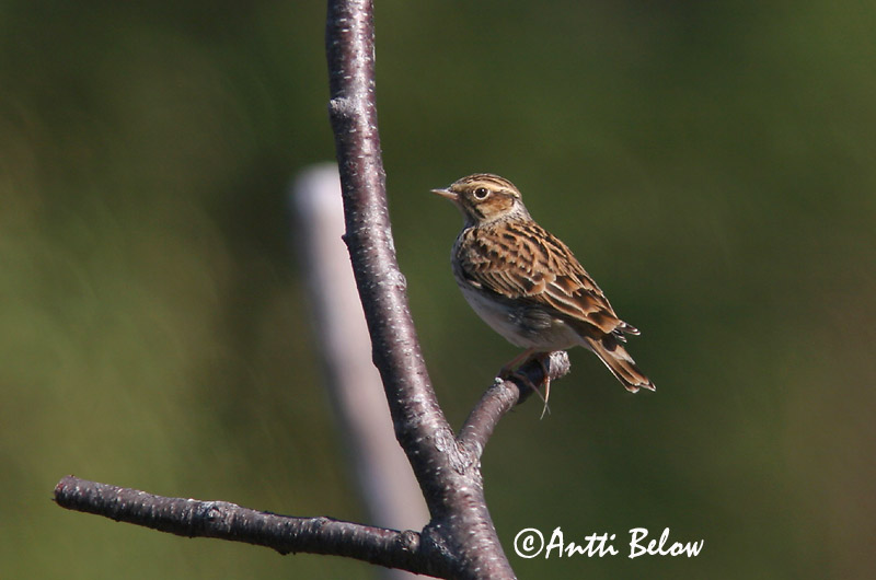 Avainsanat: Cotoliu Hedelærke Boomleeuwerik Woodlark Nõmmelõoke Kangaskiuru Alouette lulu Heidelerche Erdei pacsirta Trjálævirki Trelerke Cotovia-pequena Lullula arborea Totovía Trädlärka