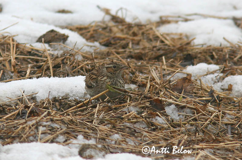 Avainsanat: Cotoliu Hedelærke Boomleeuwerik Woodlark Nõmmelõoke Kangaskiuru Alouette lulu Heidelerche Erdei pacsirta Trjálævirki Trelerke Cotovia-pequena Lullula arborea Totovía Trädlärka