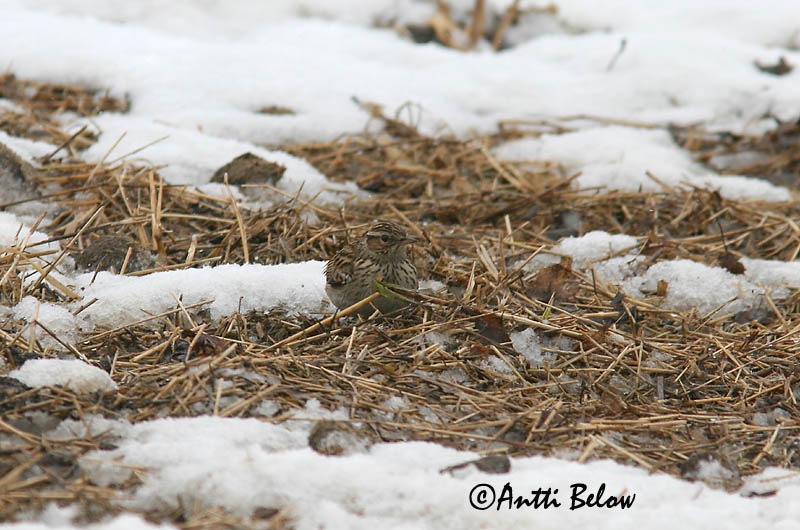 Avainsanat: Cotoliu Hedelærke Boomleeuwerik Woodlark Nõmmelõoke Kangaskiuru Alouette lulu Heidelerche Erdei pacsirta Trjálævirki Trelerke Cotovia-pequena Lullula arborea Totovía Trädlärka