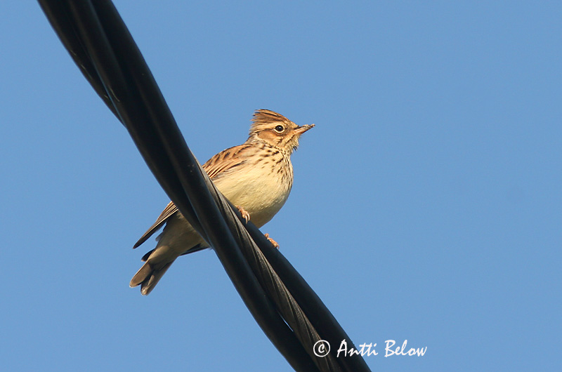 Avainsanat: Cotoliu Hedelærke Boomleeuwerik Woodlark Nõmmelõoke Kangaskiuru Alouette lulu Heidelerche Erdei pacsirta Trjálævirki Trelerke Cotovia-pequena Lullula arborea Totovía Trädlärka