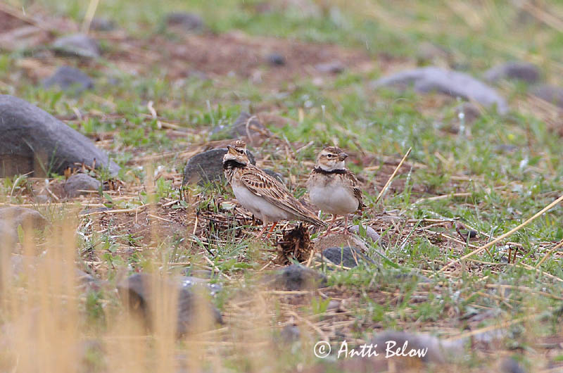 Avainsanat: Bergkalanderleeuwerik Bimaculated Lark Ylänkökiuru Alouette monticole Bergkalenderlerche Calandra asiatica Fjellkalanderlerke Melanocorypha bimaculata Calandria Bimaculada Asiatisk kalanderlärka