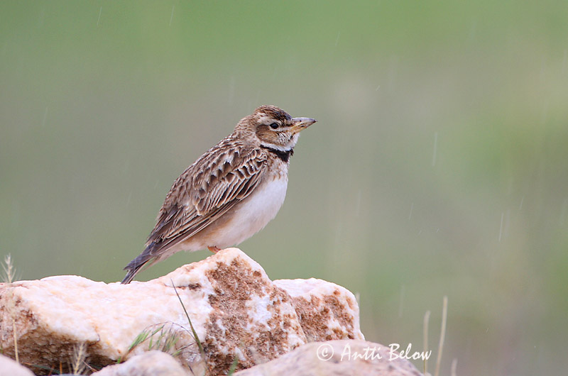 Avainsanat: Bergkalanderleeuwerik Bimaculated Lark Ylänkökiuru Alouette monticole Bergkalenderlerche Calandra asiatica Fjellkalanderlerke Melanocorypha bimaculata Calandria Bimaculada Asiatisk kalanderlärka