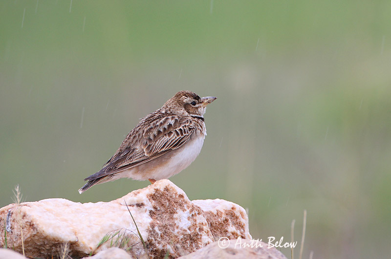 Avainsanat: Bergkalanderleeuwerik Bimaculated Lark Ylänkökiuru Alouette monticole Bergkalenderlerche Calandra asiatica Fjellkalanderlerke Melanocorypha bimaculata Calandria Bimaculada Asiatisk kalanderlärka