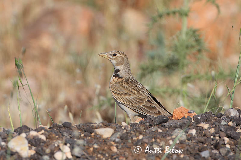 Avainsanat: Calàndria Kalanderlærke Kalanderleeuwerik Calandra Lark  Arokiuru Alouette calandre Kalanderlerche Kalandrapacsirta Sunnulævirki Calandra Kalanderlerke Calhandra-comum Melanocorypha calandra Calandria Común Kalanderlärka