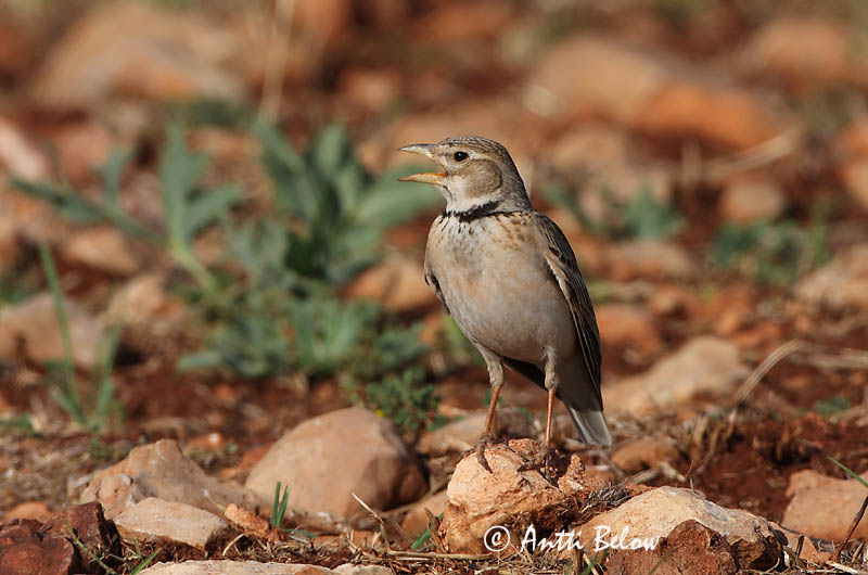 Avainsanat: Calàndria Kalanderlærke Kalanderleeuwerik Calandra Lark  Arokiuru Alouette calandre Kalanderlerche Kalandrapacsirta Sunnulævirki Calandra Kalanderlerke Calhandra-comum Melanocorypha calandra Calandria Común Kalanderlärka