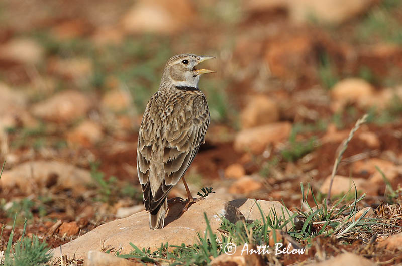 Avainsanat: Calàndria Kalanderlærke Kalanderleeuwerik Calandra Lark  Arokiuru Alouette calandre Kalanderlerche Kalandrapacsirta Sunnulævirki Calandra Kalanderlerke Calhandra-comum Melanocorypha calandra Calandria Común Kalanderlärka