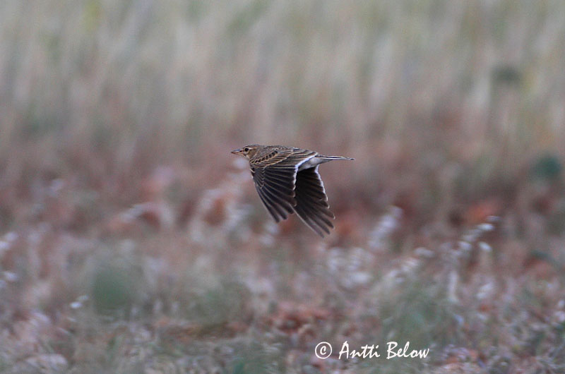 Avainsanat: Calàndria Kalanderlærke Kalanderleeuwerik Calandra Lark  Arokiuru Alouette calandre Kalanderlerche Kalandrapacsirta Sunnulævirki Calandra Kalanderlerke Calhandra-comum Melanocorypha calandra Calandria Común Kalanderlärka